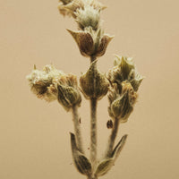 Griechischer Bio Bergtee (Sideritis Raeseri) - ganze Stängel & Blüten - 40g