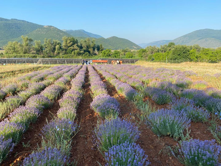 Aimilios Organics Bio Lavendel Feld