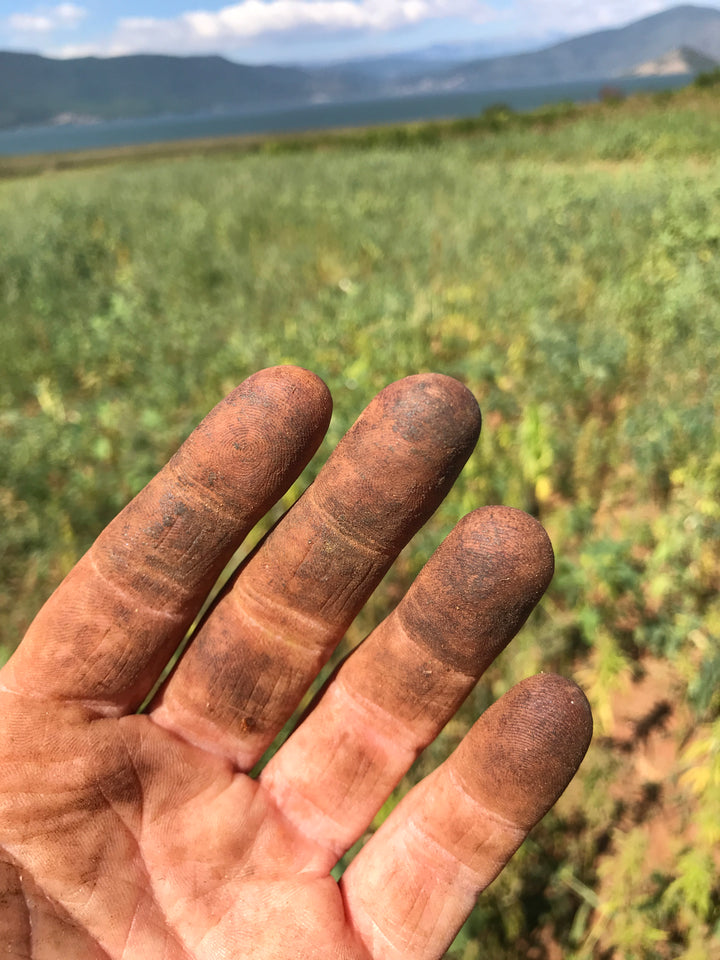 Die mit Harz benetzte Hand von Aimilios bei der Arbeit auf dem Feld