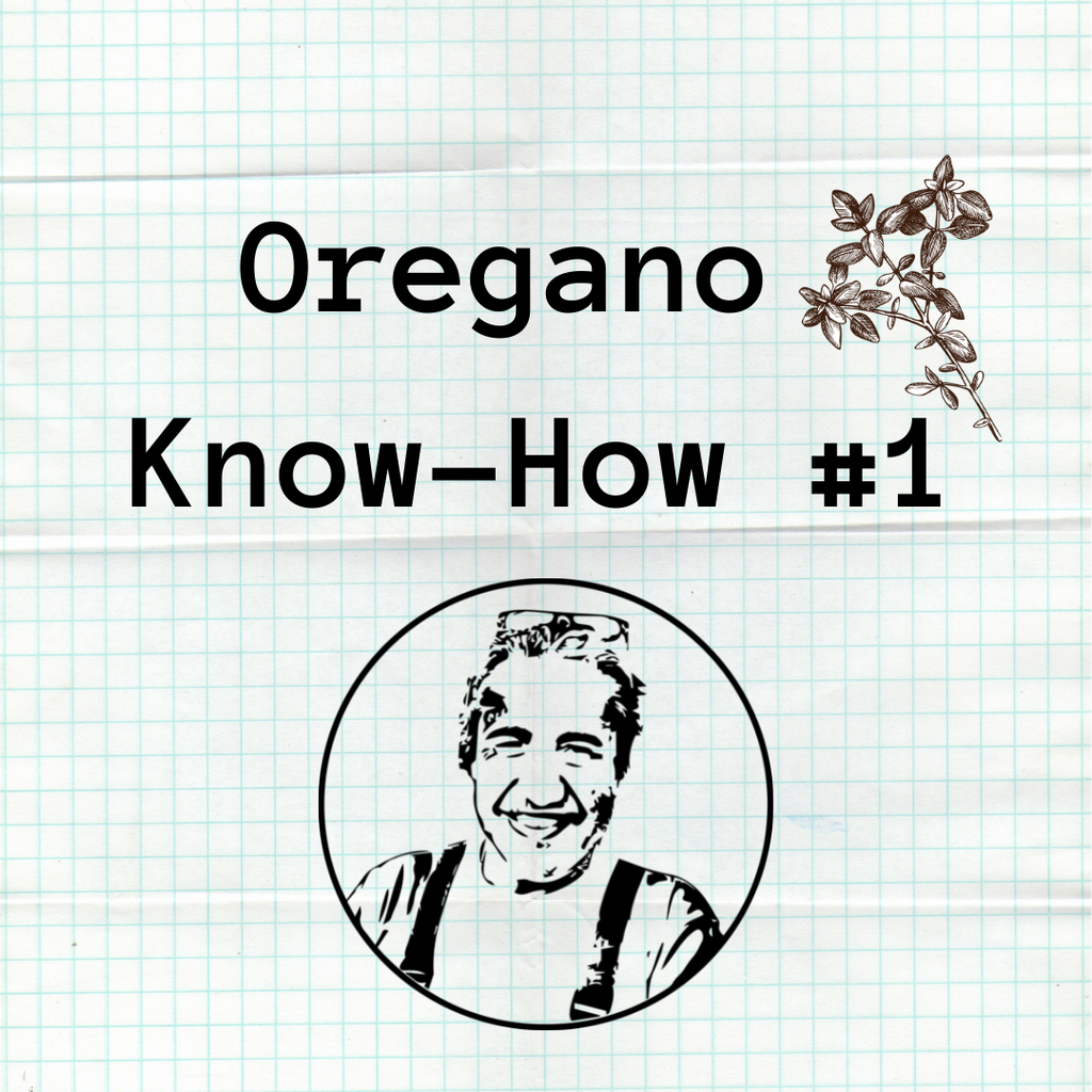 Der biologische Anbau von Oregano
