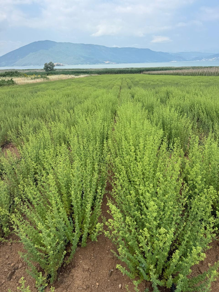Bio Oregano Feld für die Oregano Öl Herstellung mit See und Berglandschaft im Hintergrund