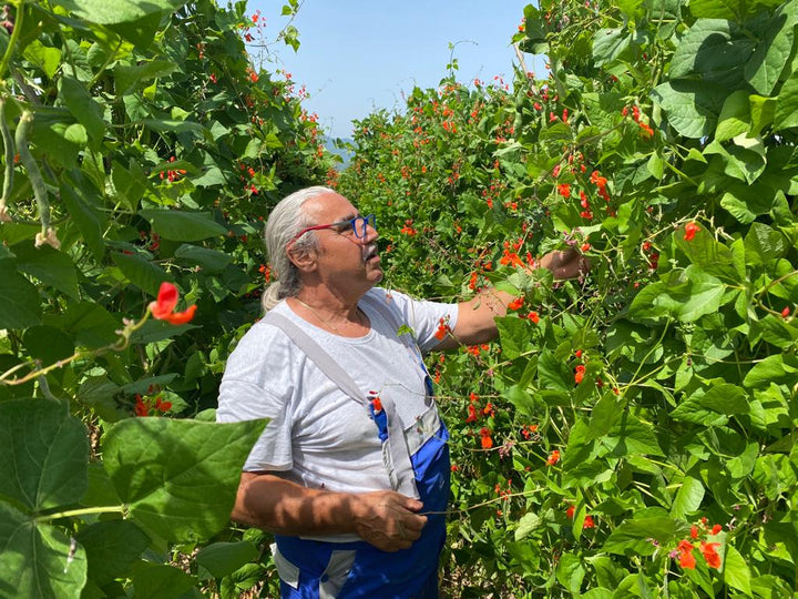 Aimilios Organics Dimitriadis im Bohnenfeld